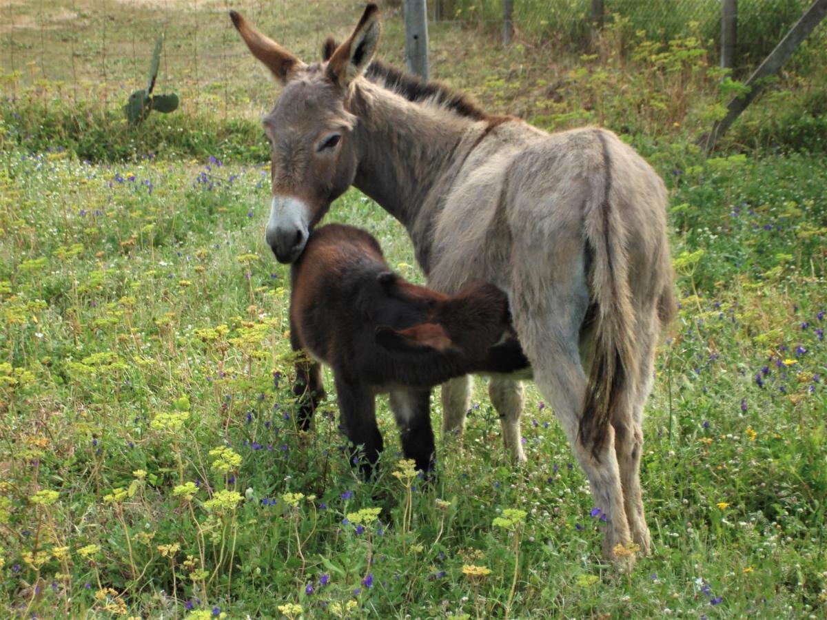 Agriturismo Lu Branu Arzachena Bagian luar foto